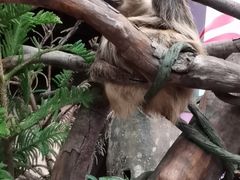 -正佳雨林生态植物园