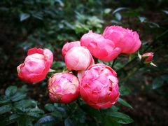 -人民公园(罗湖区)