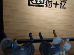 -猫十亿·布偶金渐层·曼基康矮脚猫舍(青年路店)
