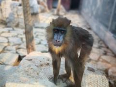-西霞口神雕山野生动物世界