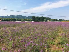 -北京东方普罗旺斯薰衣草庄园