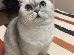 -美联众合动物医院·24h转诊中心