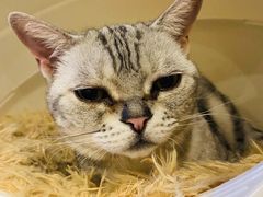 -猫小院猫主题餐厅(南锣旗舰店)