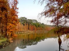 -三水森林公园
