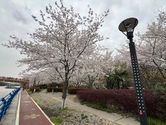 -高东镇樱花园