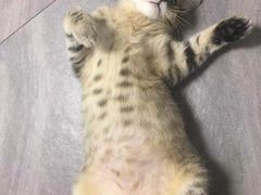 -爱诺耐芙动物医院(万博店)