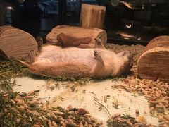 土拨鼠-宠物世家(仲盛世界商城店)