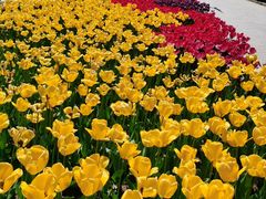 -石家庄市植物园