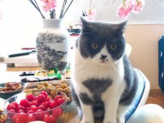 -猫音日语留学培训