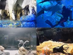 -太平洋海底世界