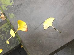 -四川大学(华西校区)