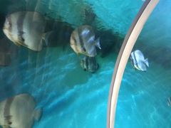-瑞德姆美人鱼海底演艺主题餐厅(亚龙湾店)