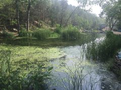 -白水寺森林公园