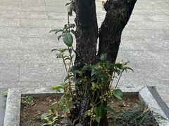 -中山詹园
