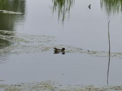 -洪湖生态旅游区