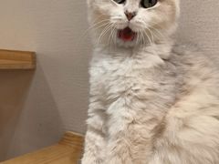-逗柴咖啡屋·狗咖猫咖宠物桌游