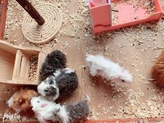 -70cat德文卷毛猫·缅因猫纯种猫舍