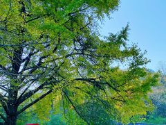 -千年银杏谷文化旅游区