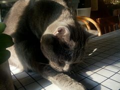 -海边的猫和咖啡馆