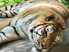 -哈尔滨北方森林动物园