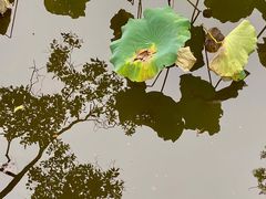 -水绘园