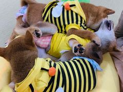 -逗柴咖啡屋·狗咖猫咖宠物桌游