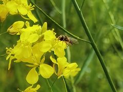 -汉景帝阳陵博物院