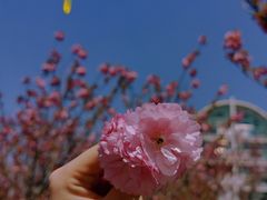 -高东镇樱花园