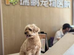 -瑞鹏宠物医院(大运分院)