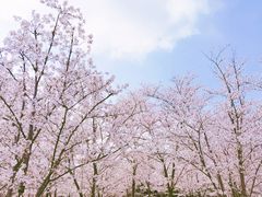-顾村公园