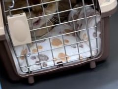 -康成宠物医院24H·CT·核磁共振