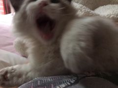 -袖虎·猫馆(体育西路店)