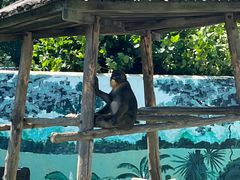 -西霞口神雕山野生动物世界