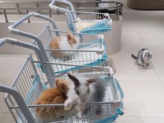 -怪兽屋·羊驼·猫咖·狗咖(俊华广场店)