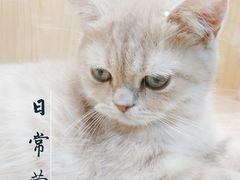 -屋虎猫馆(宝安大仟里店)
