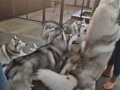 -TrueLove @ Neverland (Husky Cafe)