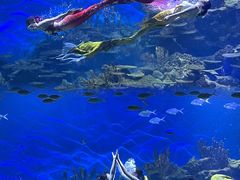 -海合安武汉极地海洋公园