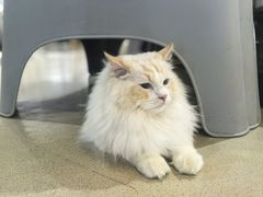 -藏猫猫咖啡主题馆(中央大道店)