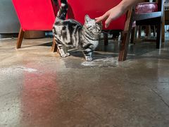 -咖法森林·咖啡  酒吧(天河店)