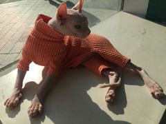 -飞行喵MR PILOT|猫舍·猫咖(静安大融城店)