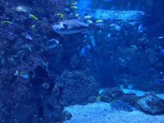 -烟台海昌鲸鲨海洋公园