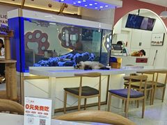 -喵园·猫主题咖啡厅·撸猫·猫咖(国贸店)