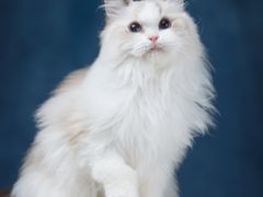 -ID.PHOTO照相馆(嘉里企业中心店)