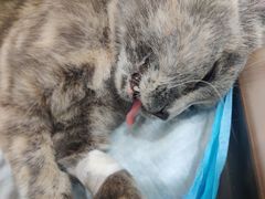 -瑞派雷欧宠物医院·24h夜诊·心脏骨科牙科·全科重症转诊中心(无影山店)