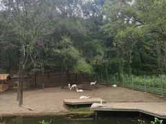 -沈阳森林动物园