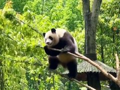 -都江堰中华大熊猫苑