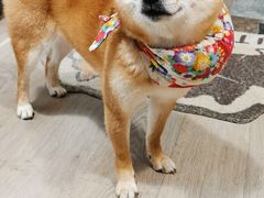 -柴迷FANS CLUB·柴犬狗咖·猫咖