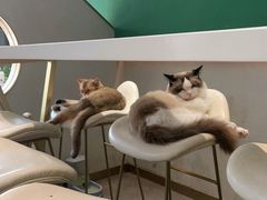 -飞行喵MR PILOT|猫舍·猫咖(静安大融城店)