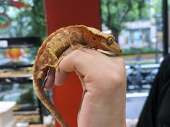 -酷以爬仙阁实体爬宠店·守宫·蜥蜴·专业繁育