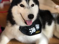 -Husky Go! 哈士奇体验馆·宠物咖啡厅狗咖